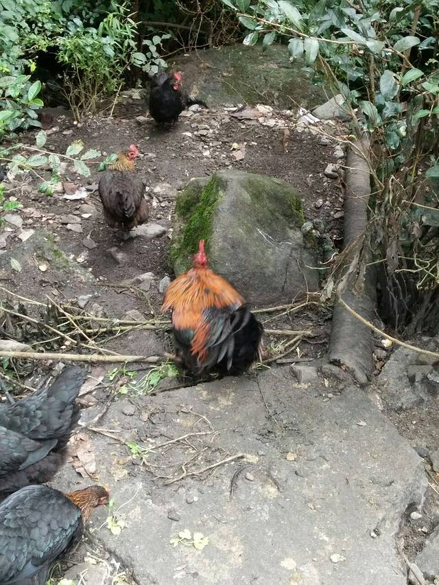 南惹柴火饭(南惹店)