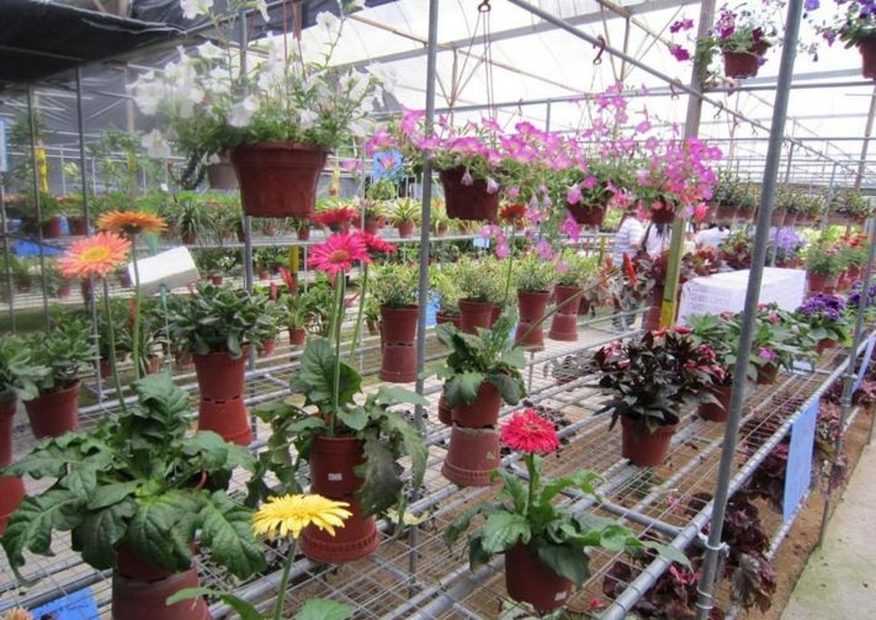 云顶草莓休闲农场