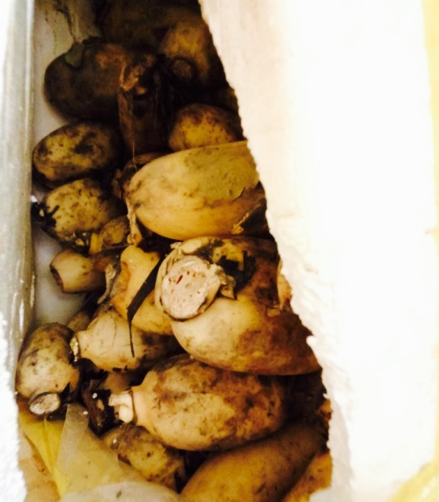 洪湖藕王(上城丽景店)