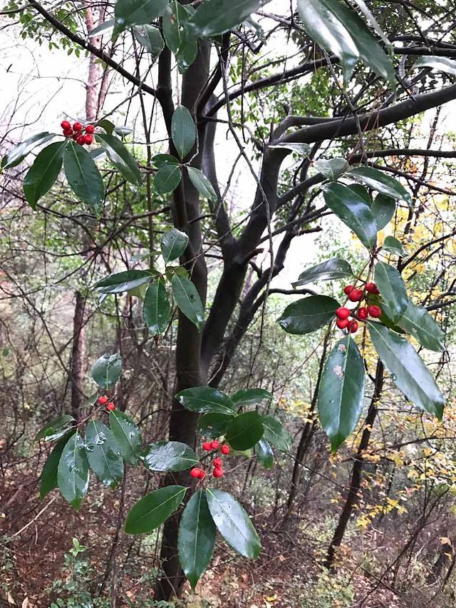 骑士牛排(鄞州万达店)