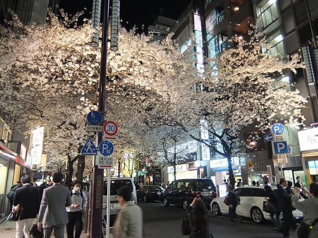 八重洲樱花大道