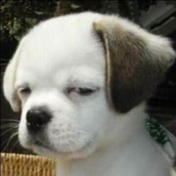 孟想大虾(滨河大道店)