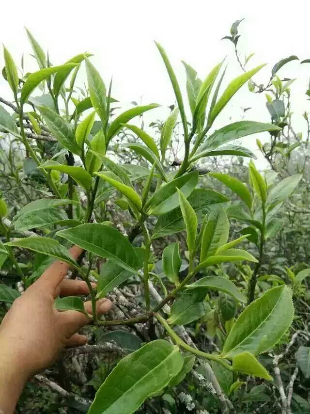 忙肺村千亩古茶园