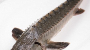 盛记海鲜(窑岭店)