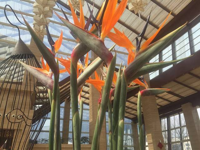 黑龙滩环球融创天堂洲际酒店· 绿岛大堂吧