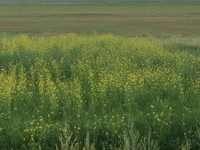 草原生态度假酒店餐厅