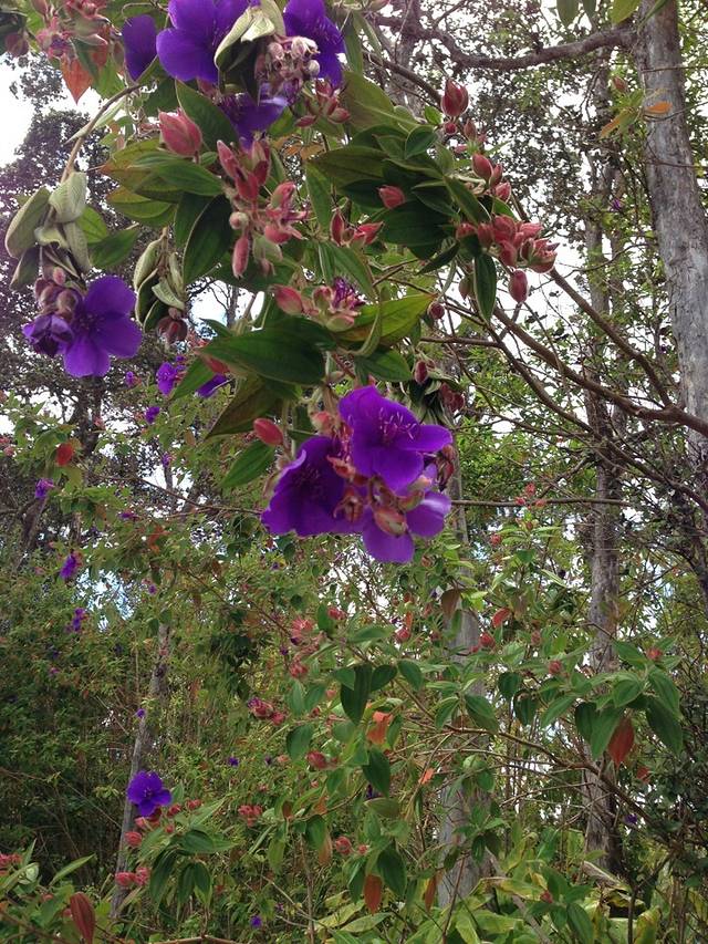 Volcano's Lava Rock Cafe