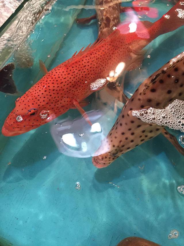 凯华海鲜火锅·传承三十年