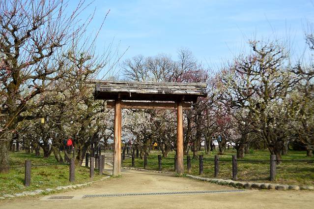 大阪城梅林