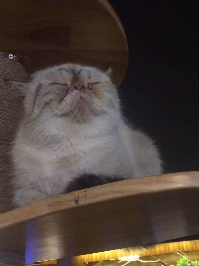 喵园·猫主题咖啡厅·撸猫·猫咖(国贸店)