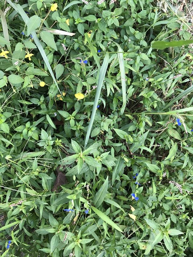 翡翠湖建国度假酒店·餐厅