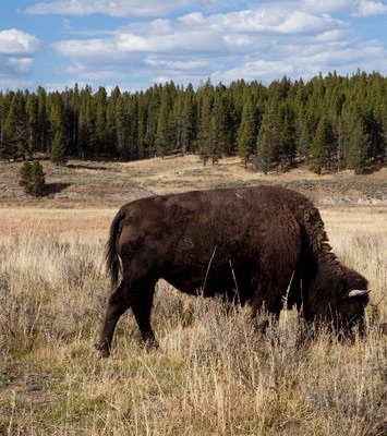 Old Faithful General Store