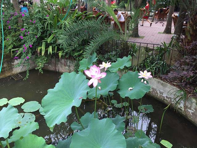 蓉舒苑·柴火鸡·烤全羊(三圣乡店)