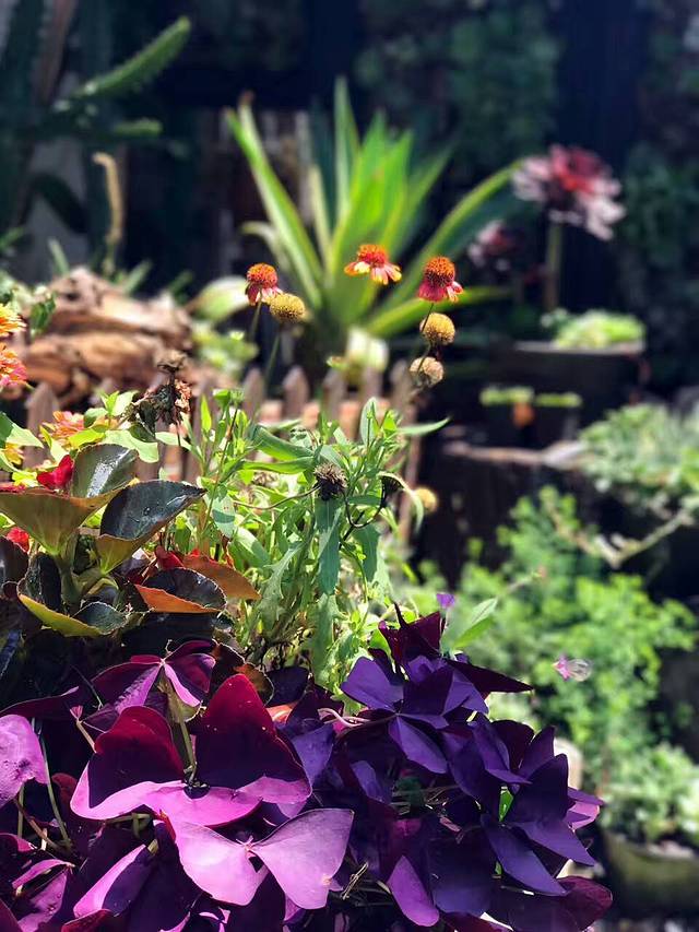 喵的天空名猫咖啡馆·撸猫·猫舍·用品