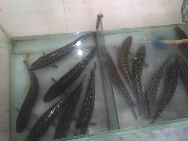 重庆胖哥酸菜鱼(城上城店)