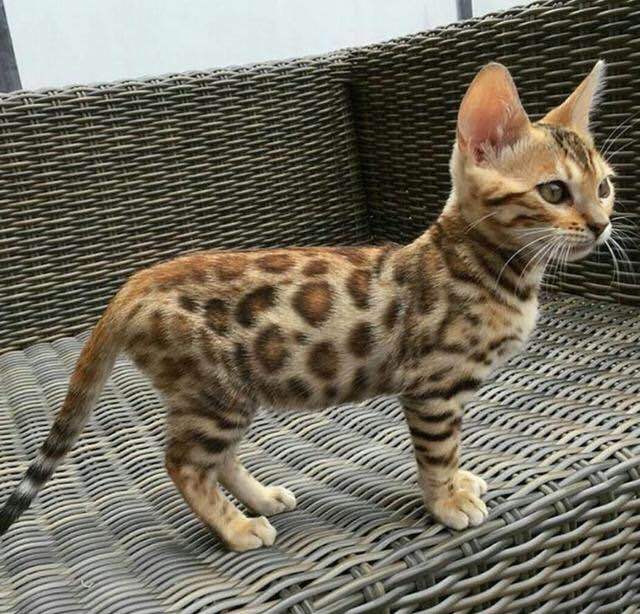 老村长湖北菜(南湖店)