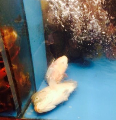 Jade Garden Chinese Cuisine