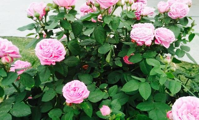 贝齐牛排披萨自助餐厅(帝景湾店)