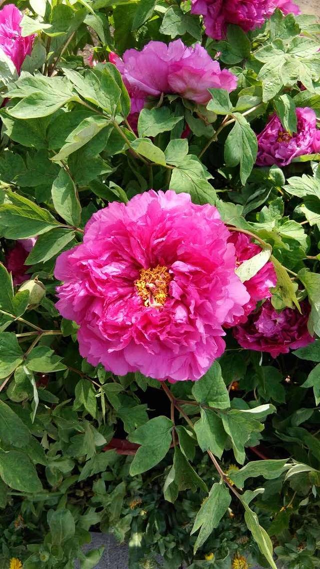 麦加美汉堡(薛店)