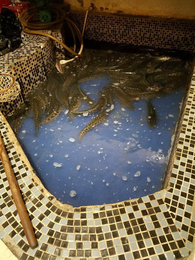 渔人张四季斑鱼火锅(塘沽店)