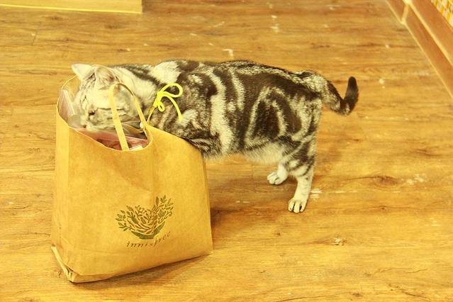 喵的天空名猫咖啡馆·撸猫·猫舍·用品