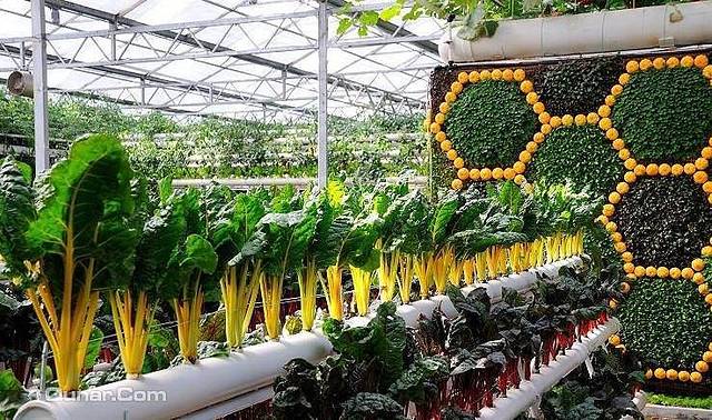 广东长青高科技农园