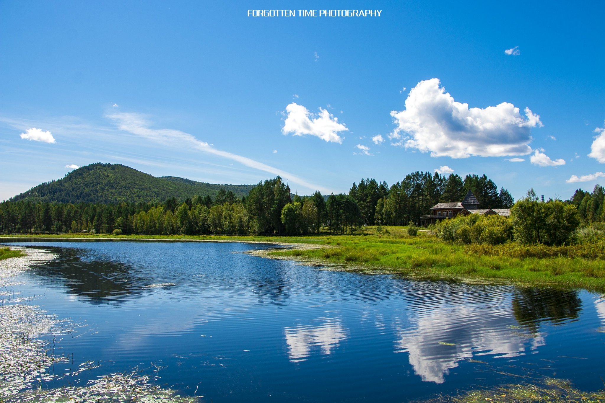 大森林里的小夏天