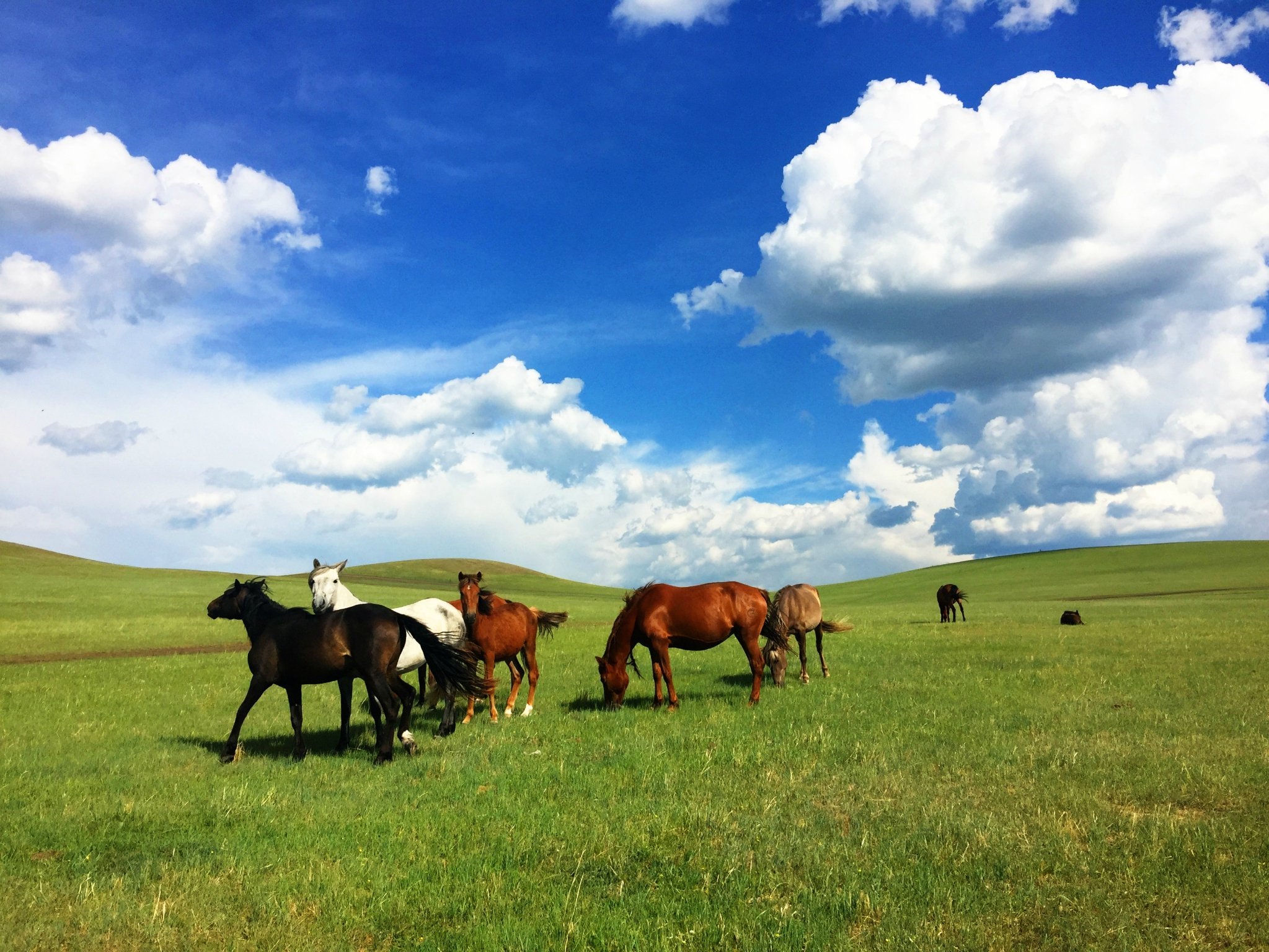 陈巴尔虎旗必体验的五个景点-2023陈巴尔虎旗旅游榜单-陈巴尔虎旗必体