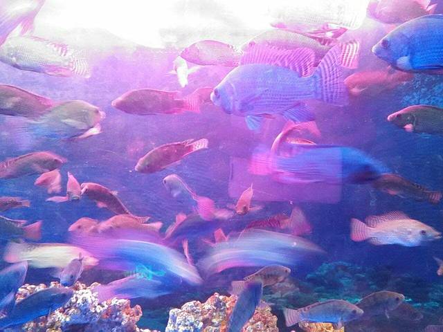 大明湖海底世界