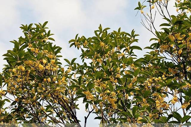 苏州市桂花公园