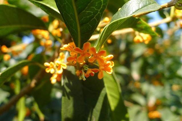 苏州市桂花公园