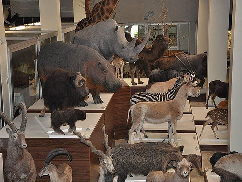 动物学博物馆旅游景点图片