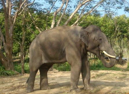 帕塔拉大象农场