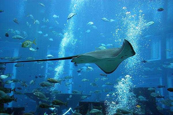 迪拜失落的空间水族馆