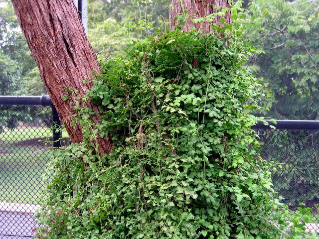 布里斯班植物园 - 库萨山
