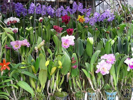 斯威特花卉市场