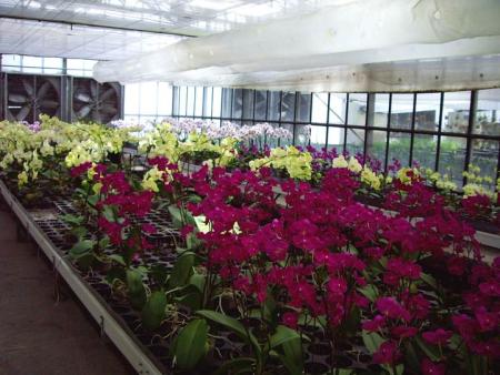 金车员山兰花园