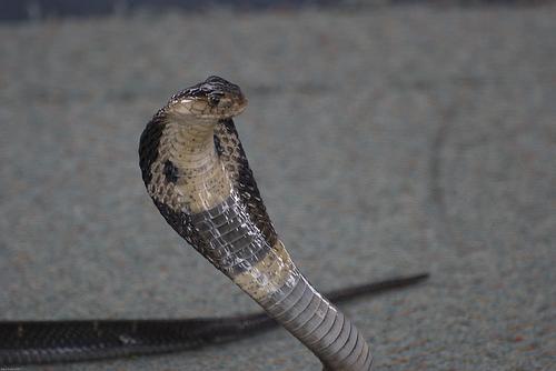 Kathu Cobra Show