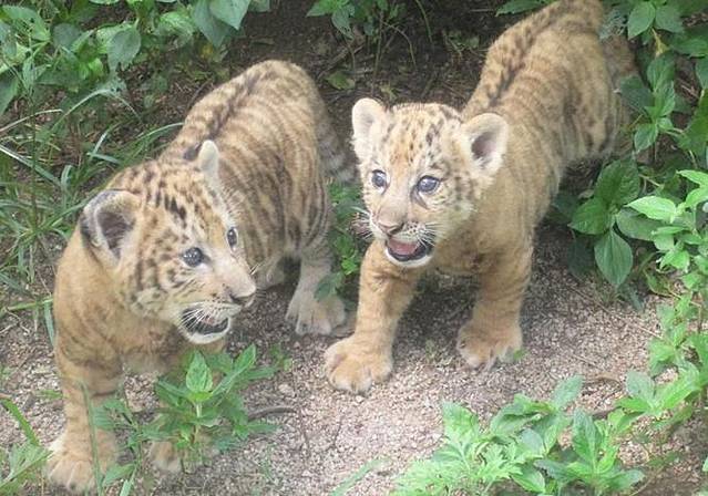 Zoological Garden Dahlholzli