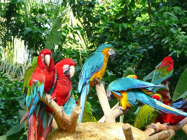 新加坡飞禽公园