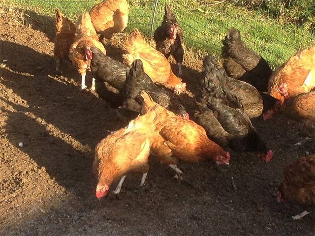 维洛法院禽肉商店