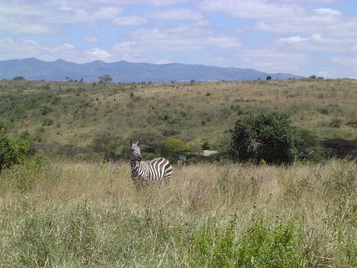 马赛马拉国家保护区