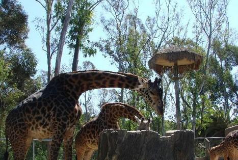 圣地亚哥动物园