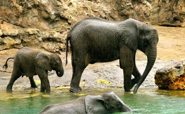 迪士尼动物王国