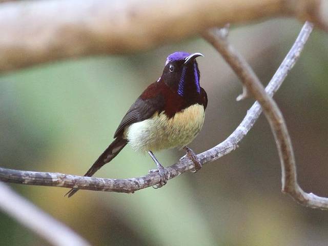 西双版纳热带雨林国家公园望天树景区