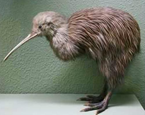 奇异鸟鸟类生态公园