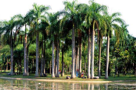 中国科学院西双版纳热带植物园