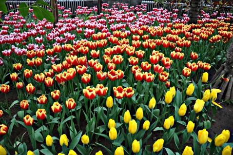 阿姆斯特丹植物园