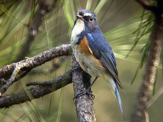 高黎贡山国家级自然保护区