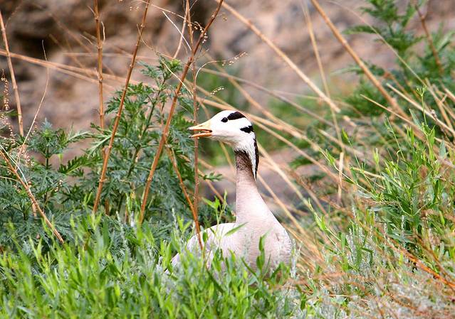青海湖-鸟岛景区
